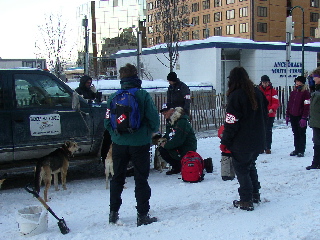 A vet checks the dogs before the start.